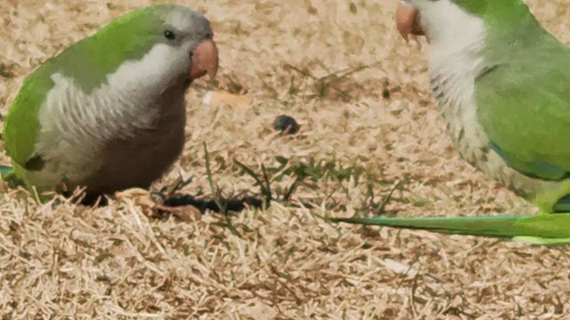 Monk Parakeet - ML640219138