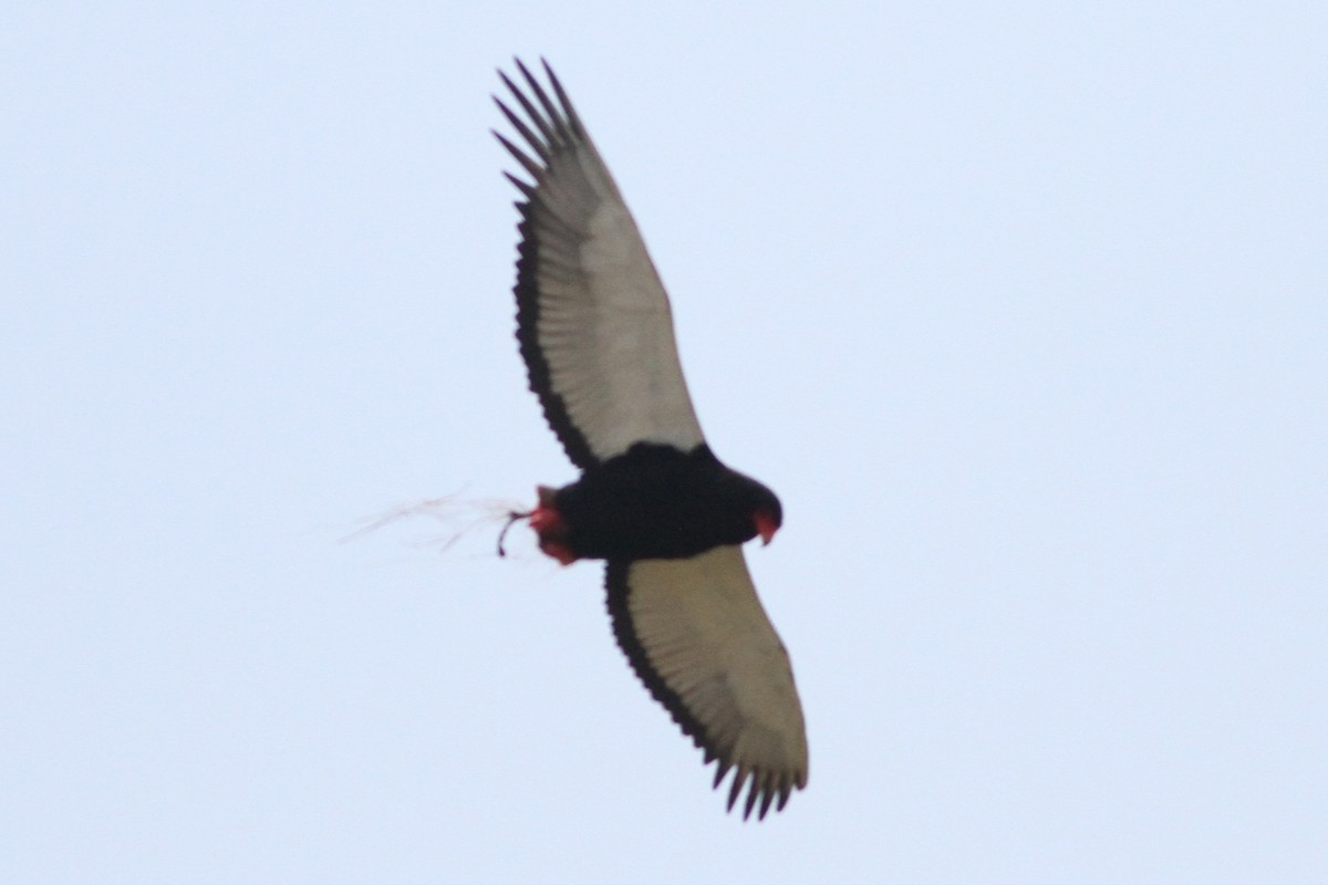 Bateleur - ML640219209