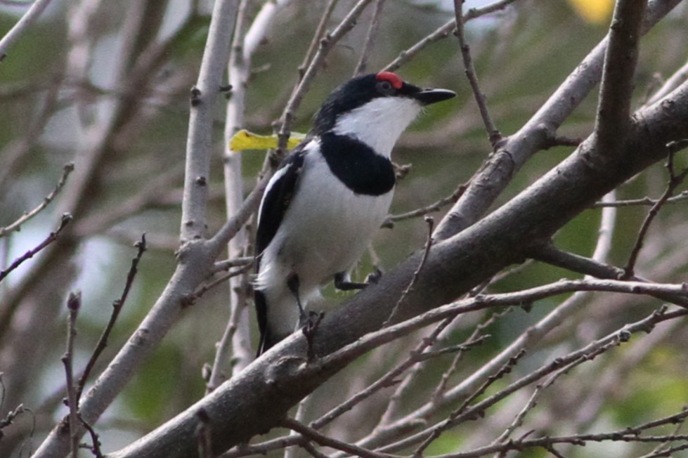 Brown-throated Wattle-eye - ML640219210