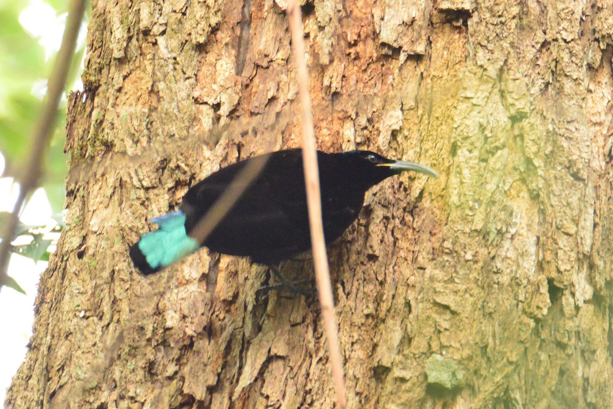 Paradise Riflebird - ML640219211