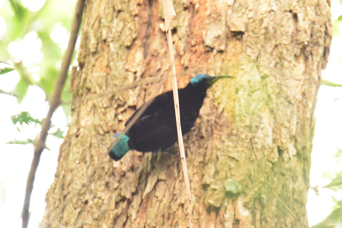 Paradise Riflebird - ML640219212