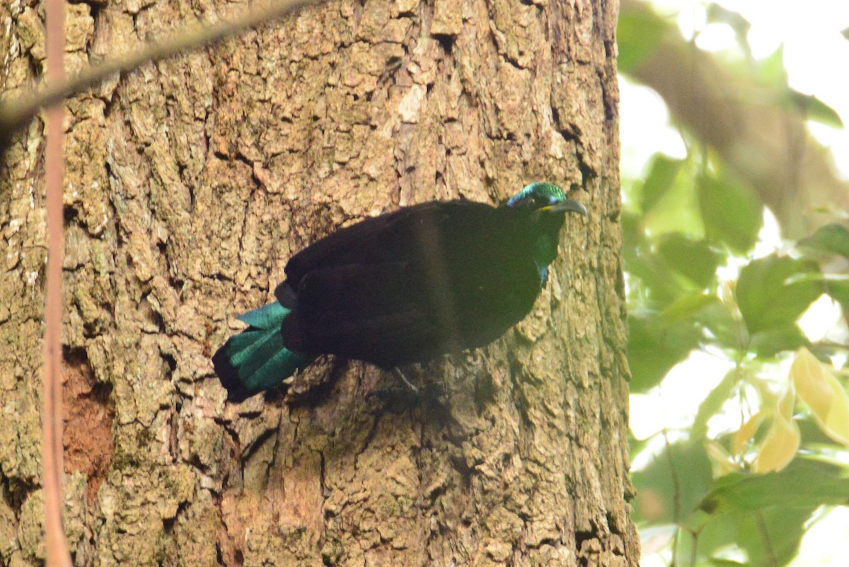 Paradise Riflebird - ML640219213