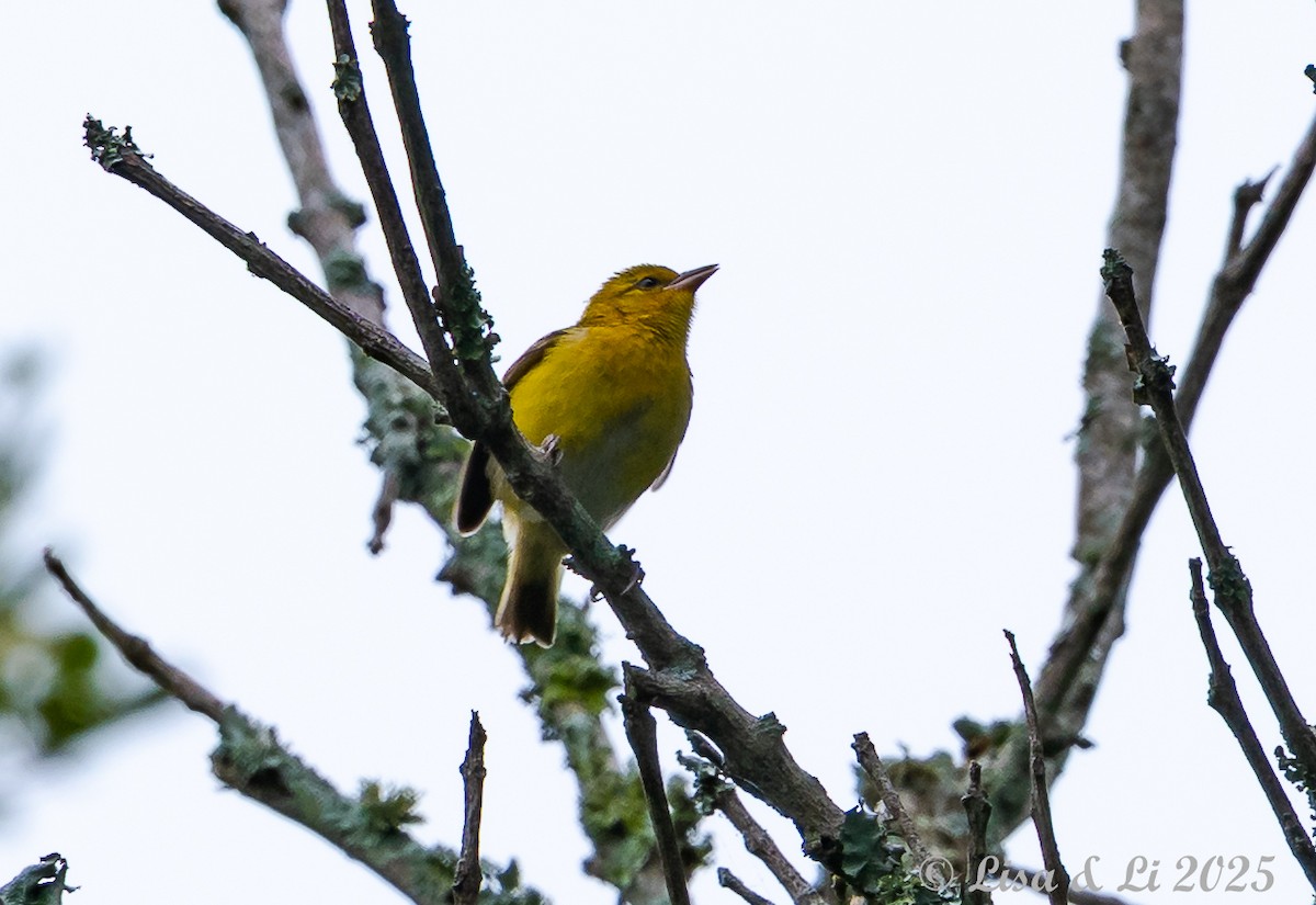 Orange Weaver - ML640219214