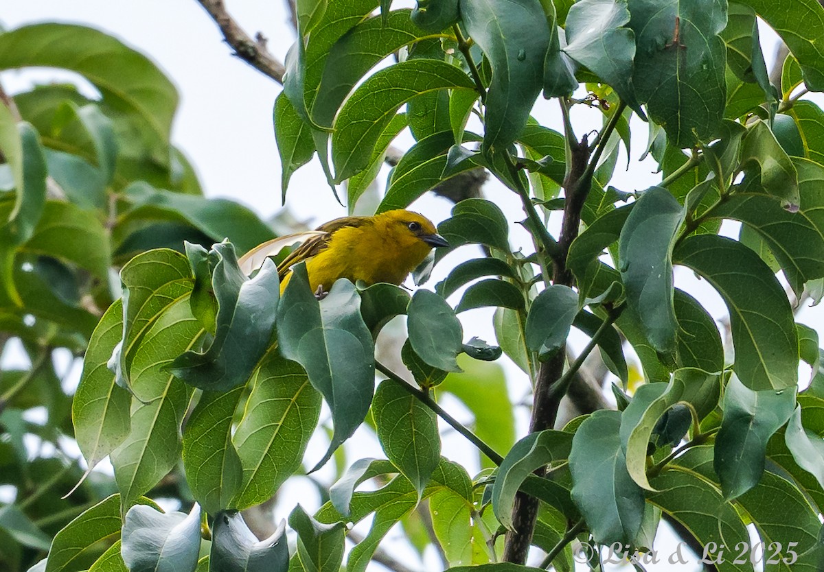 Orange Weaver - ML640219215