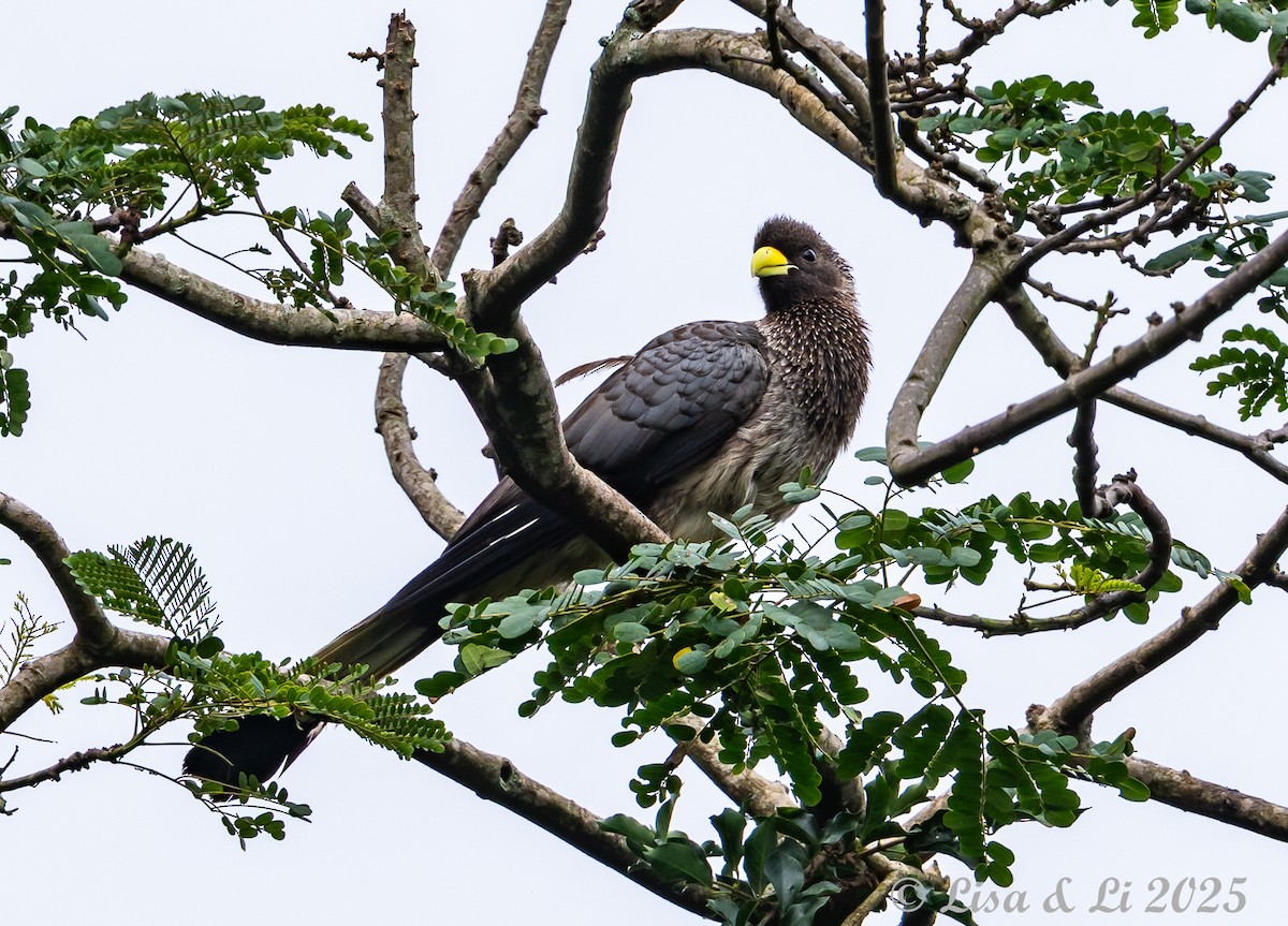 Eastern Plantain-eater - ML640219218