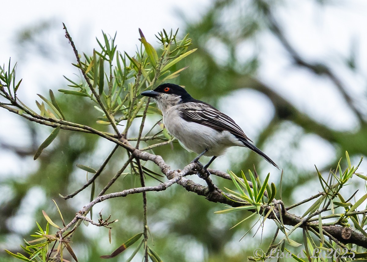 Northern Puffback - ML640219220