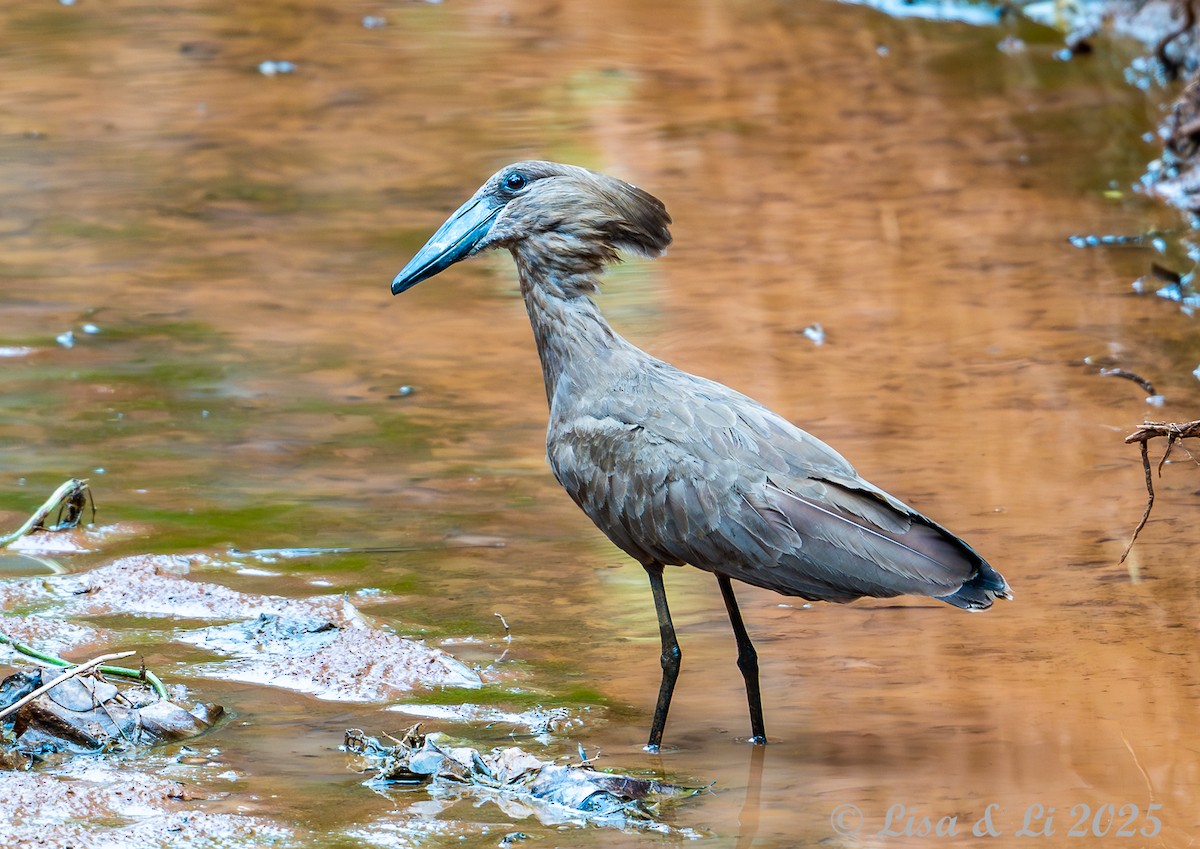 Hamerkop - ML640219222