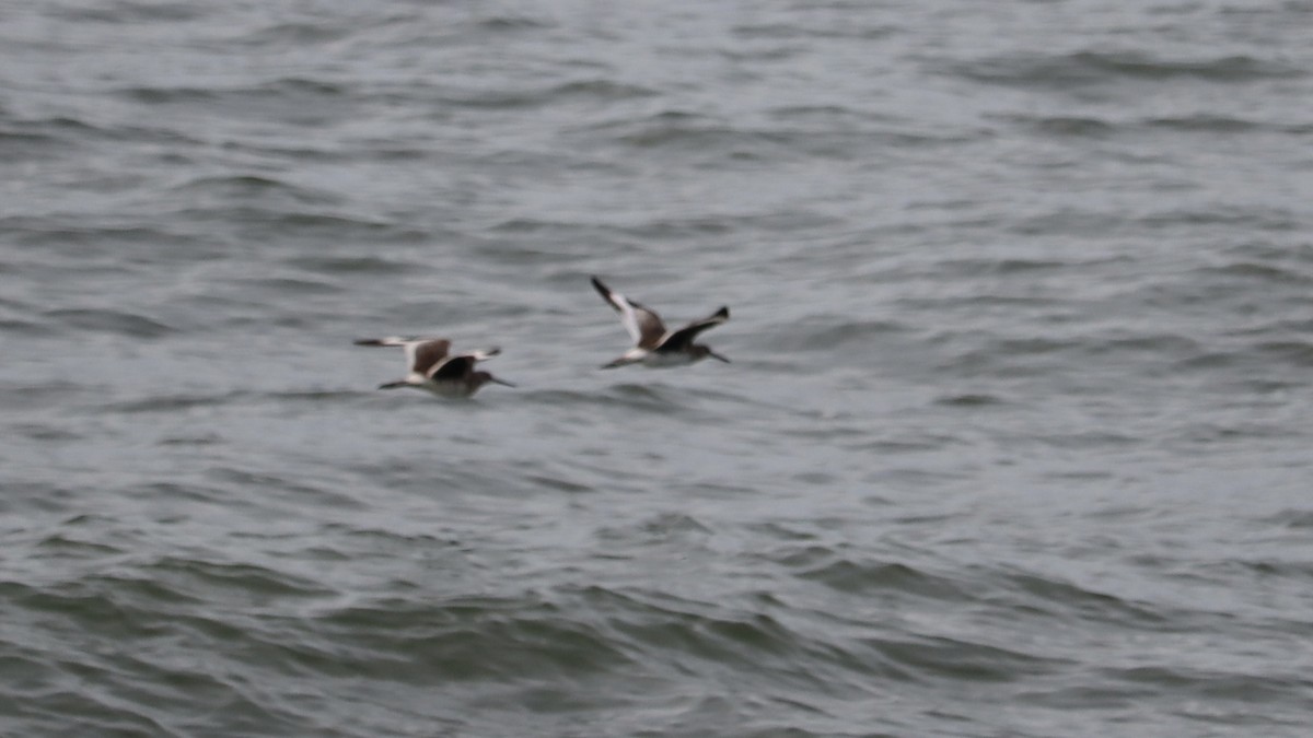Willet - ML640219223