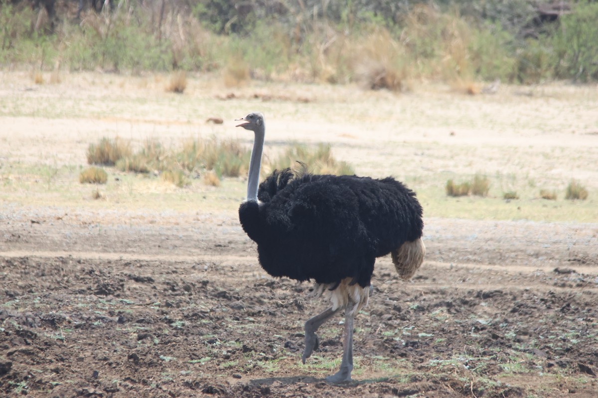 Common Ostrich - ML640219228