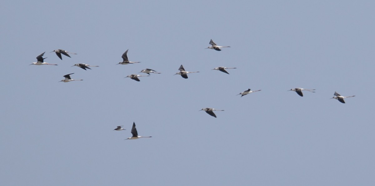 Black-winged Stilt - ML640219230