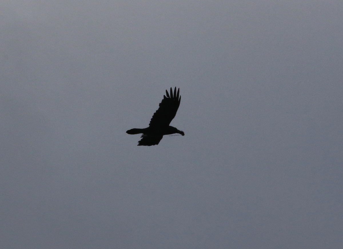 Common Raven - ML640219231