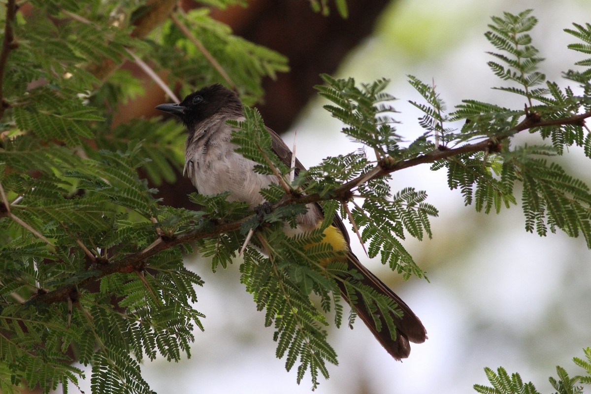 Common Bulbul - ML640219232