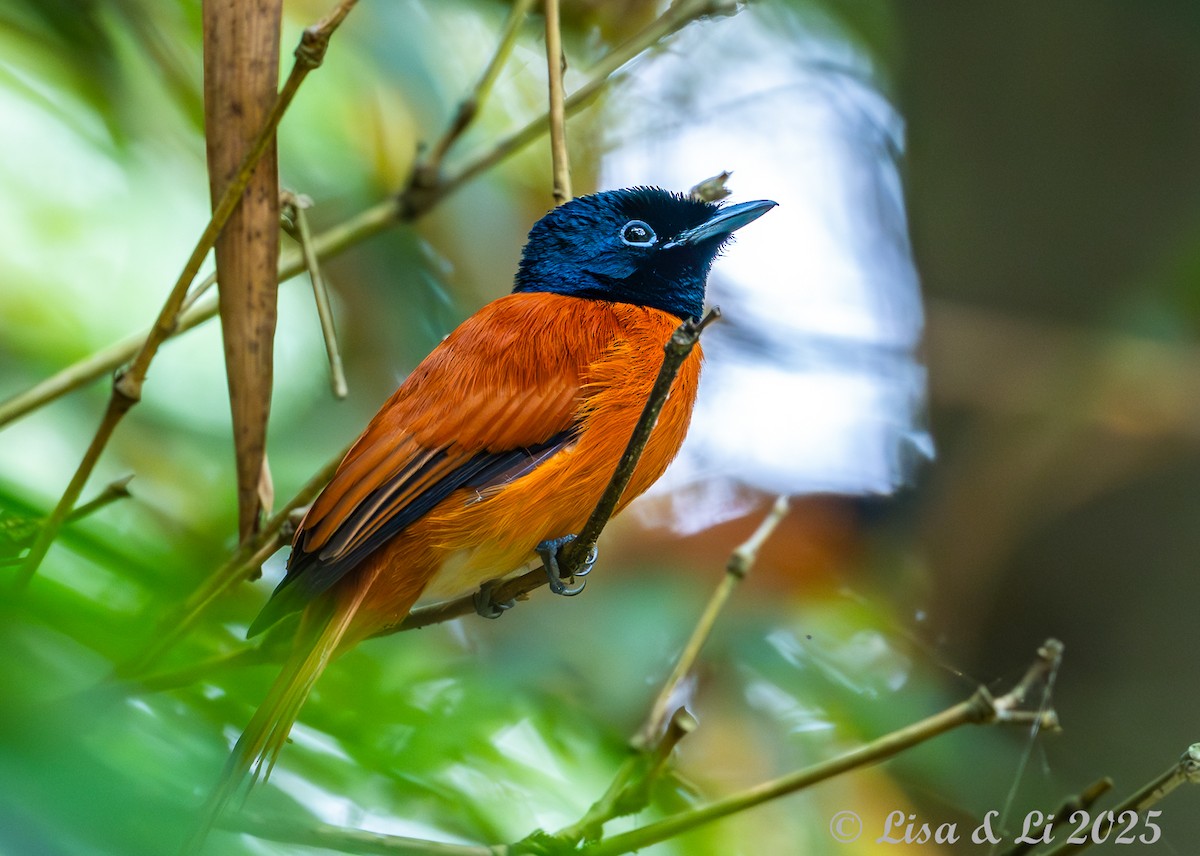 Black-headed Paradise-Flycatcher - ML640219233
