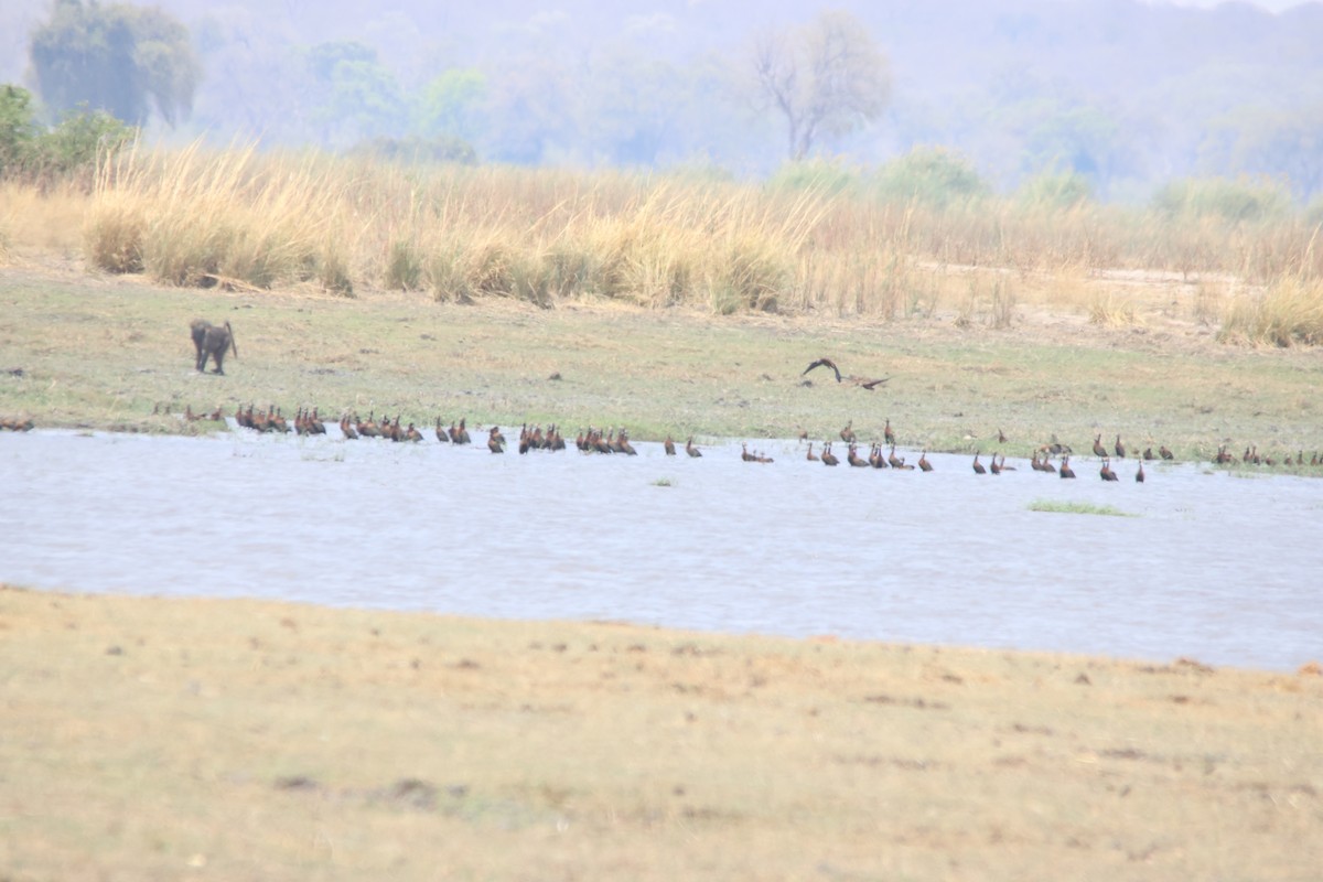 White-faced Whistling-Duck - ML640219236