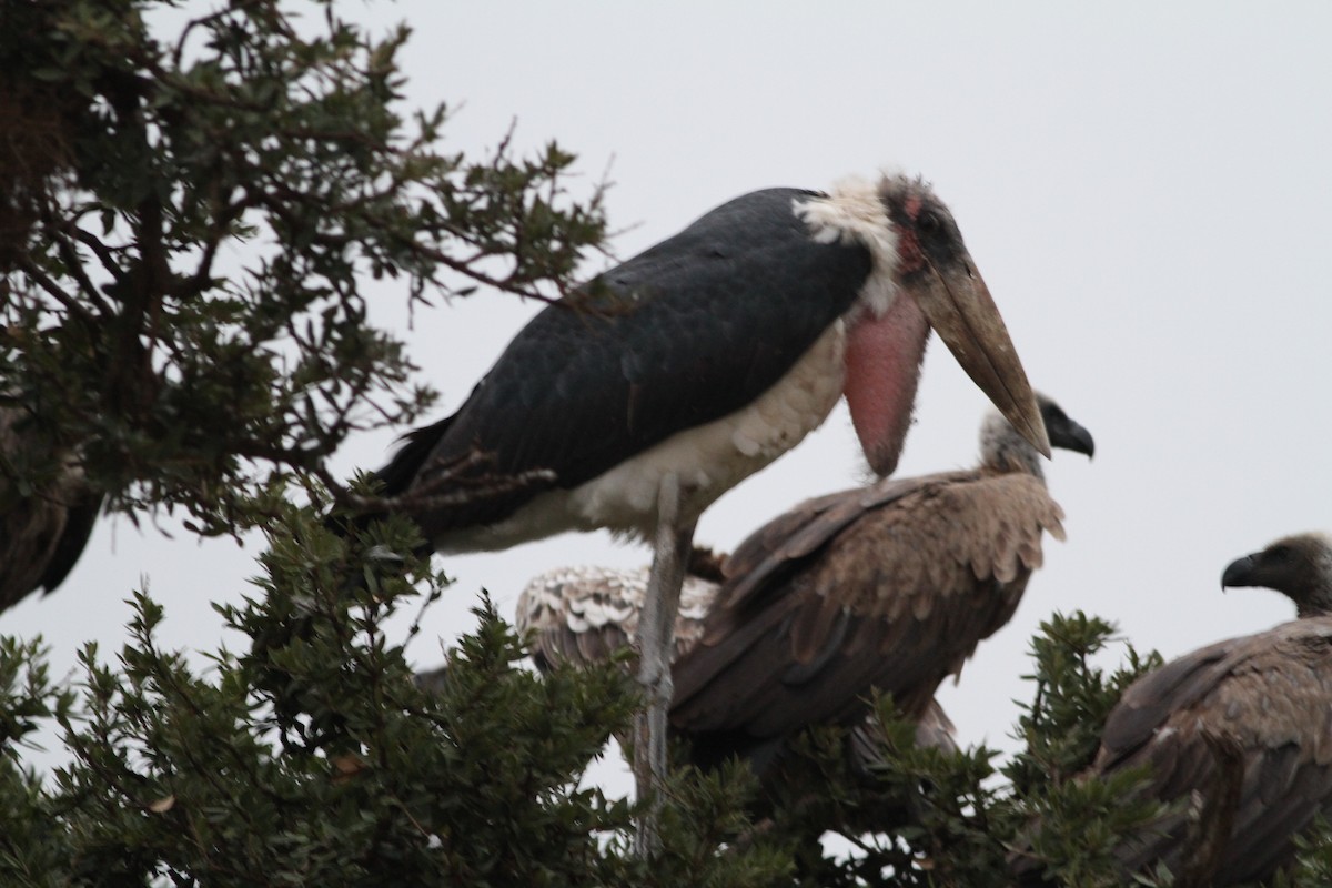 Marabou Stork - ML640219240