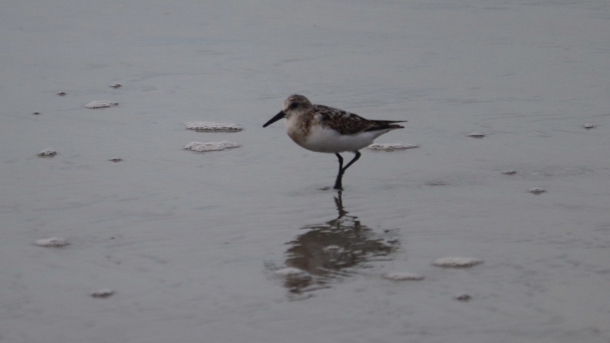 Sanderling - ML640219241