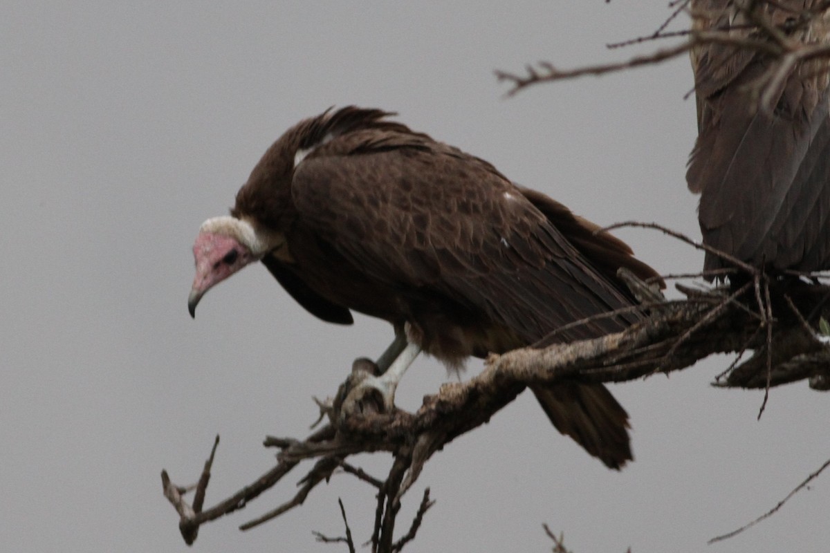 Hooded Vulture - ML640219243