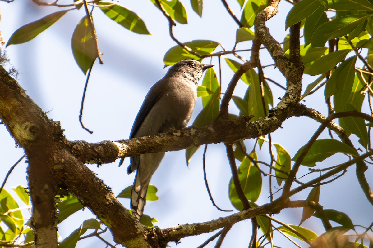 Black-winged Cuckooshrike - ML640219251
