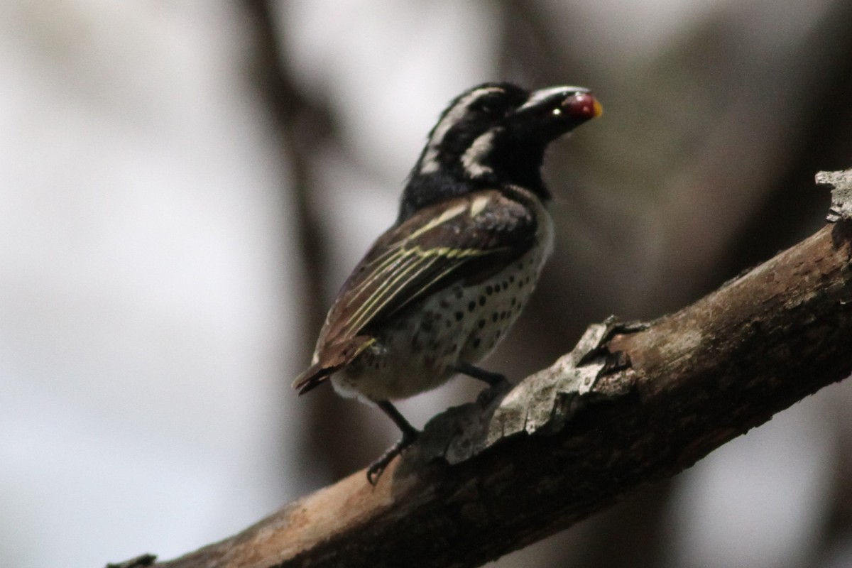 Spot-flanked Barbet - ML640219255