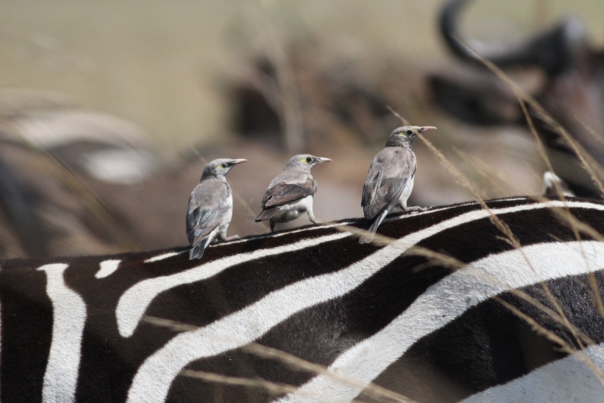 Wattled Starling - ML640219261