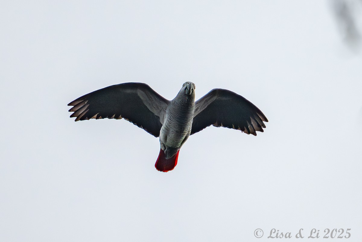 Gray Parrot - ML640219262