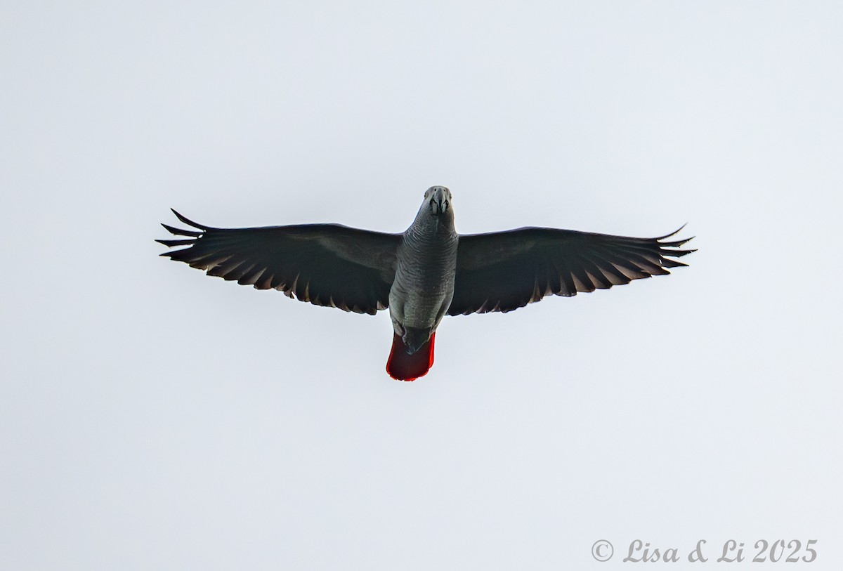 Gray Parrot - ML640219263