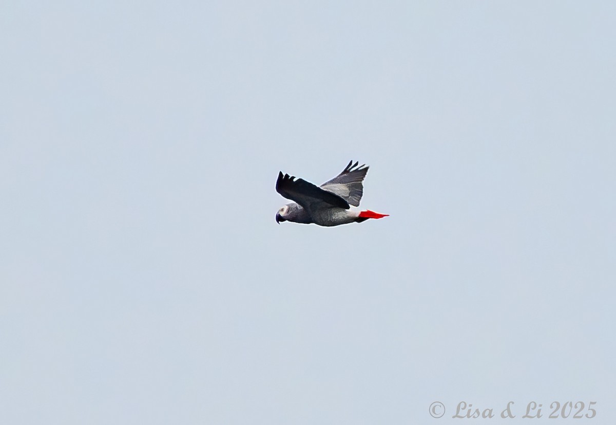 Gray Parrot - ML640219269