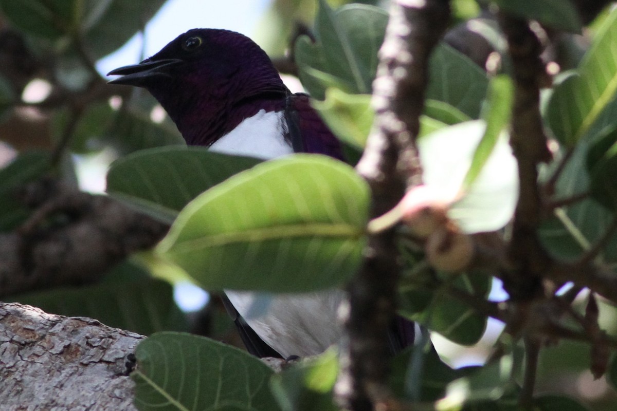 Violet-backed Starling - ML640219272