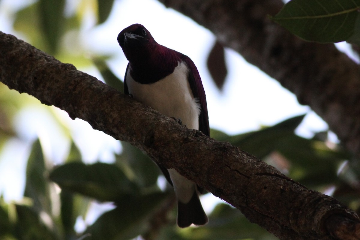 Violet-backed Starling - ML640219273