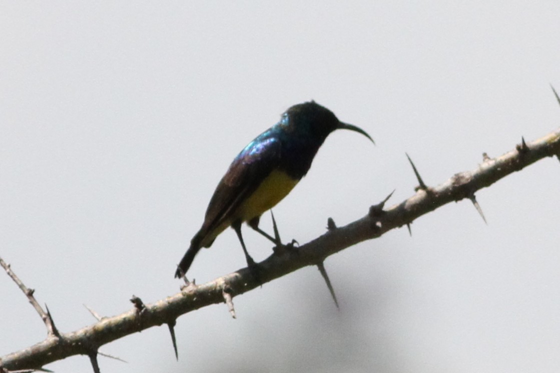 Variable Sunbird - ML640219276
