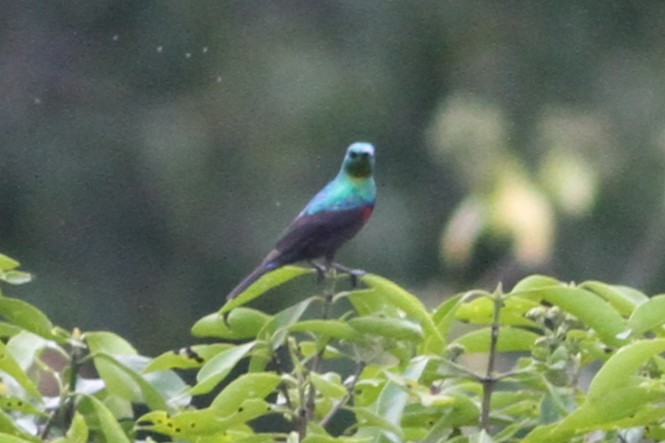 Purple-banded Sunbird - ML640219278