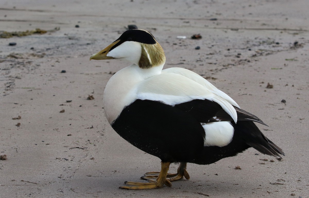 Eider à duvet - ML640219321