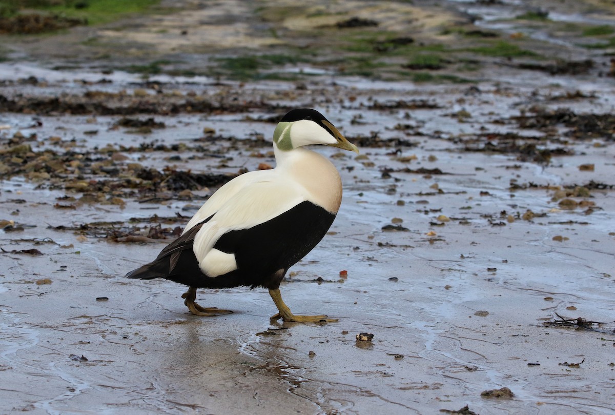 Eider à duvet - ML640219322