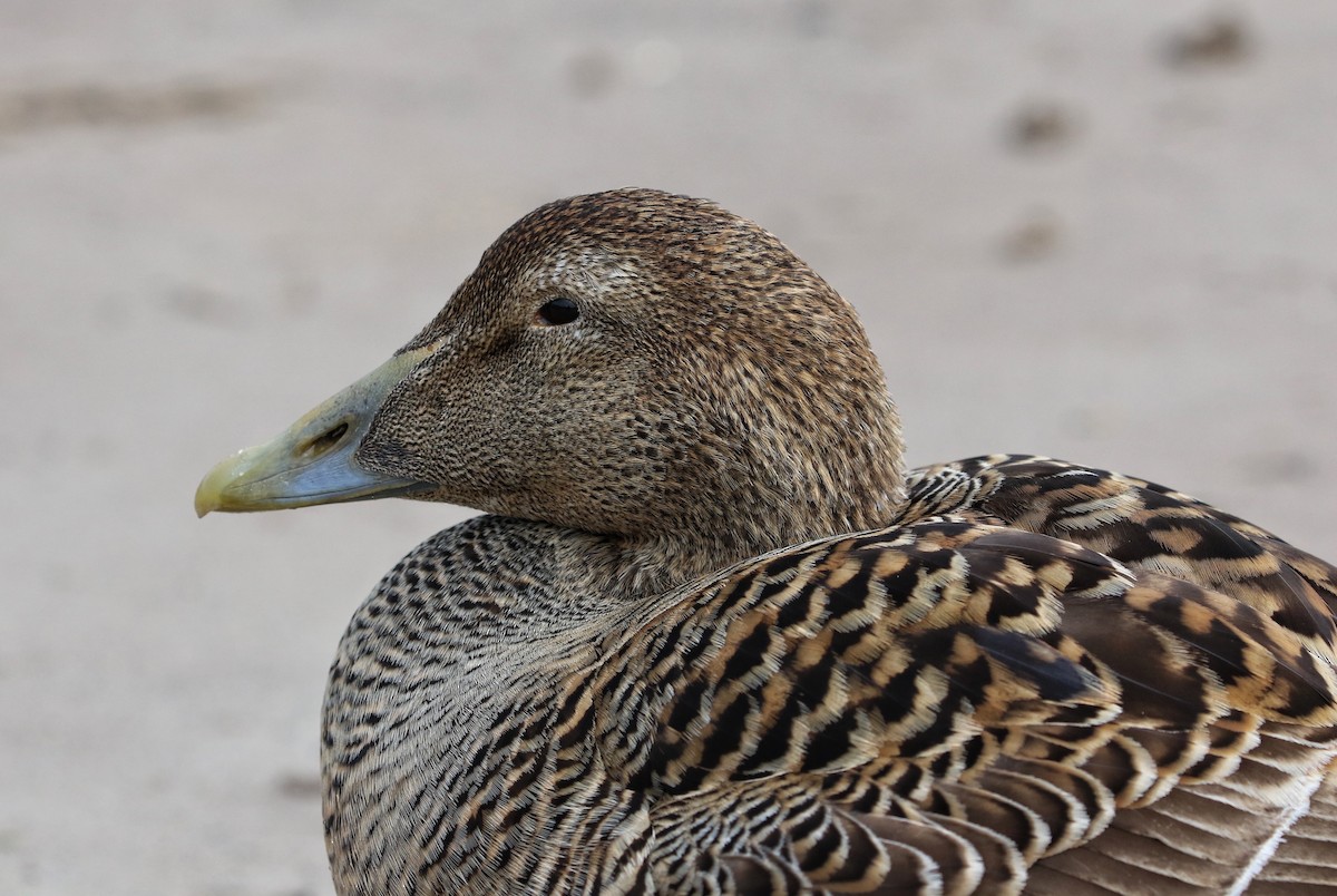 Eider à duvet - ML640219323