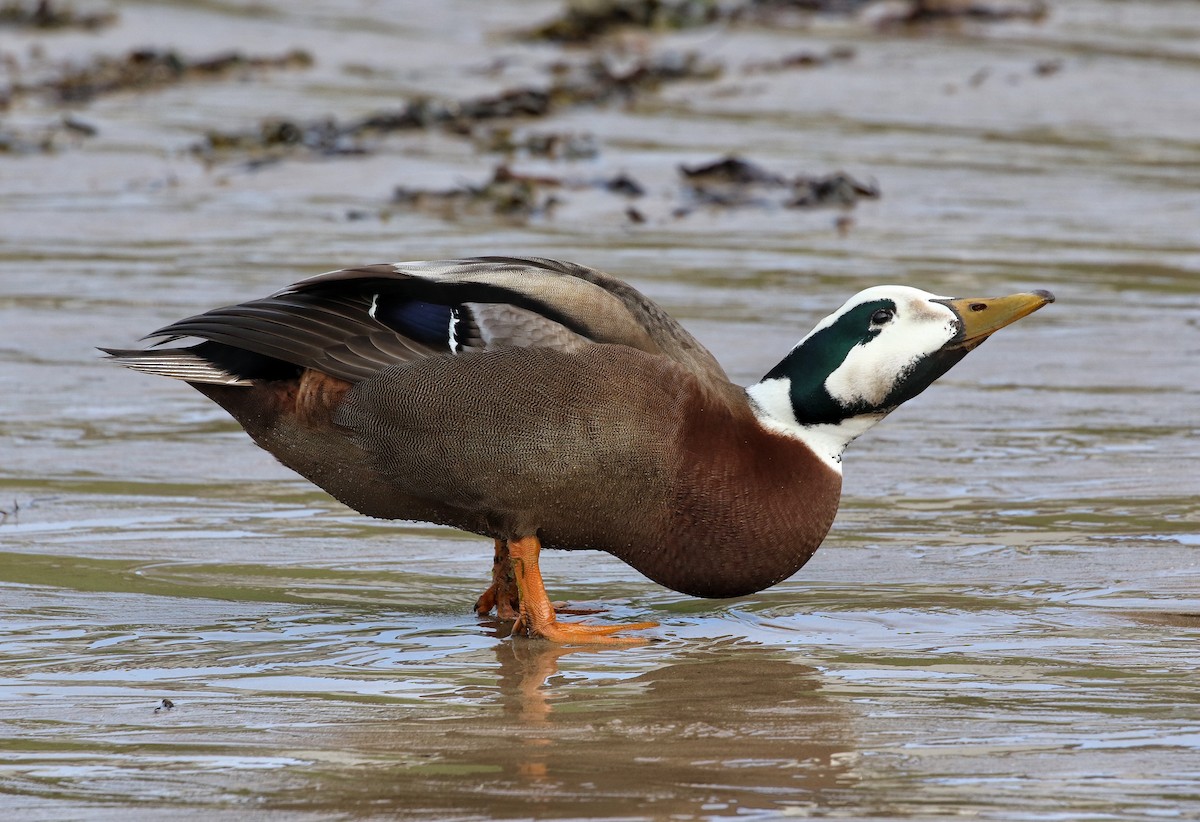 Eider à duvet - ML640219324