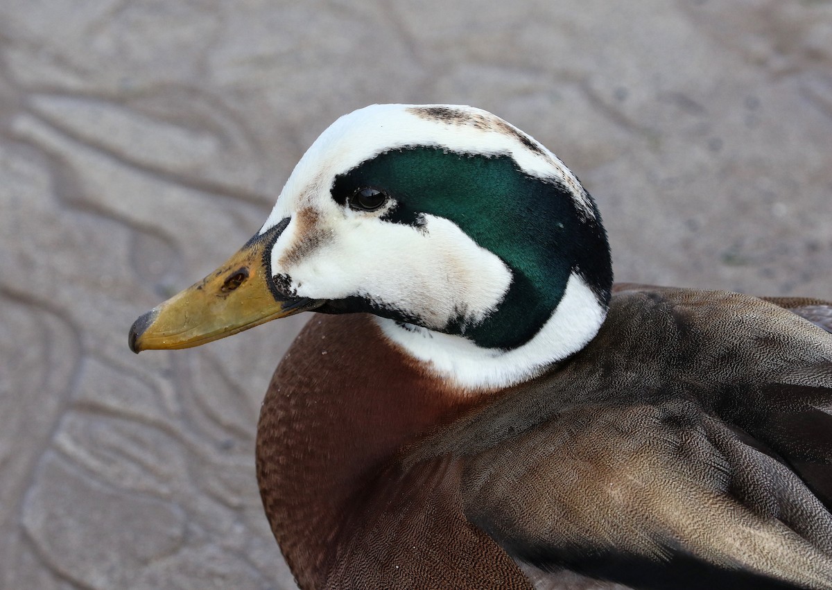 Eider à duvet - ML640219325