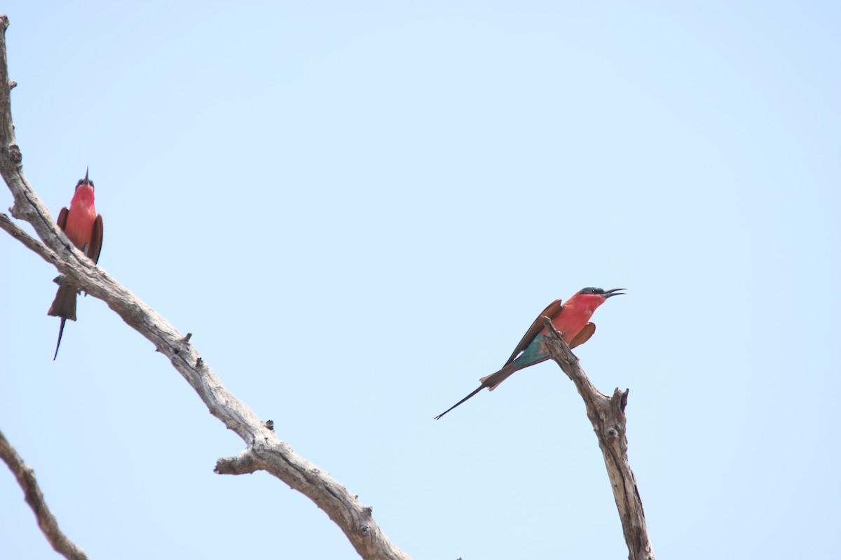 Southern Carmine Bee-eater - ML640219344