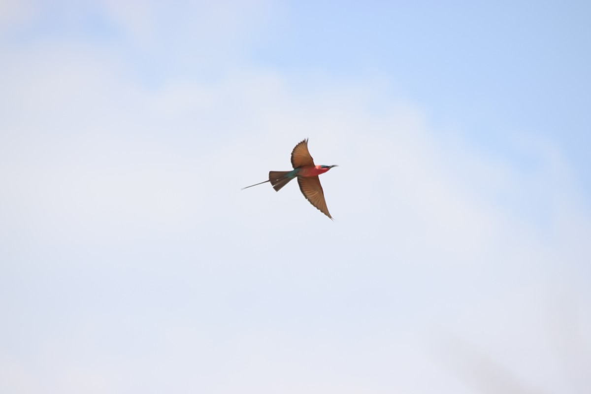 Southern Carmine Bee-eater - ML640219345