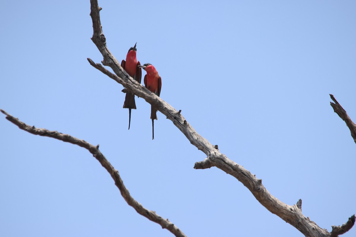 Southern Carmine Bee-eater - ML640219346