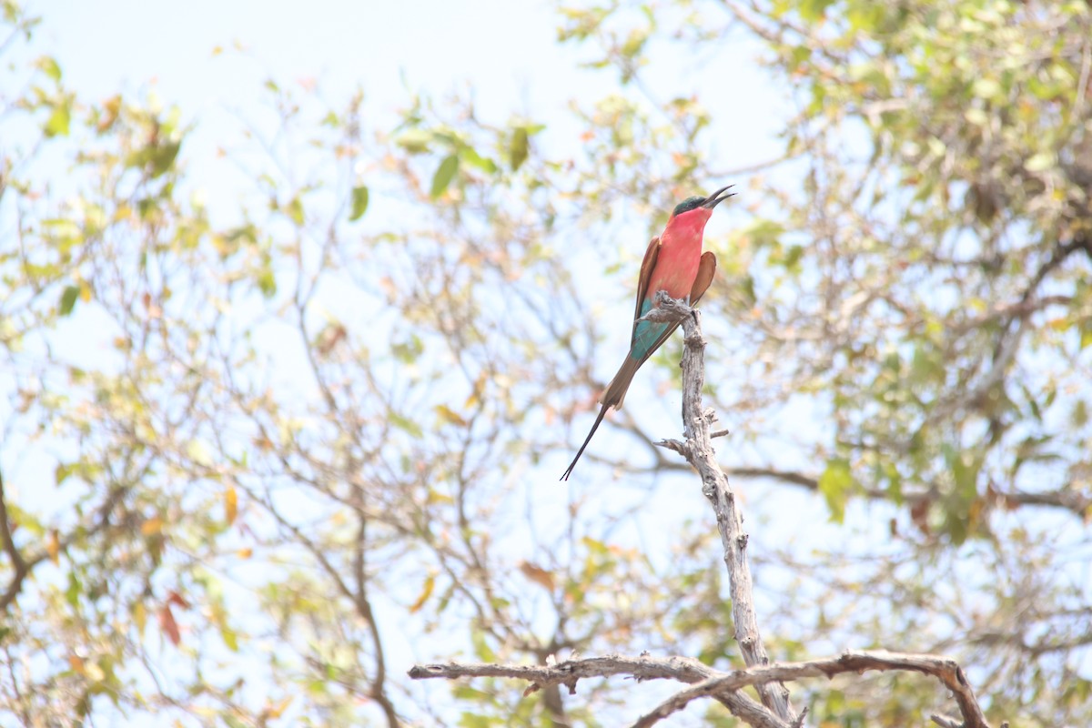 Southern Carmine Bee-eater - ML640219347