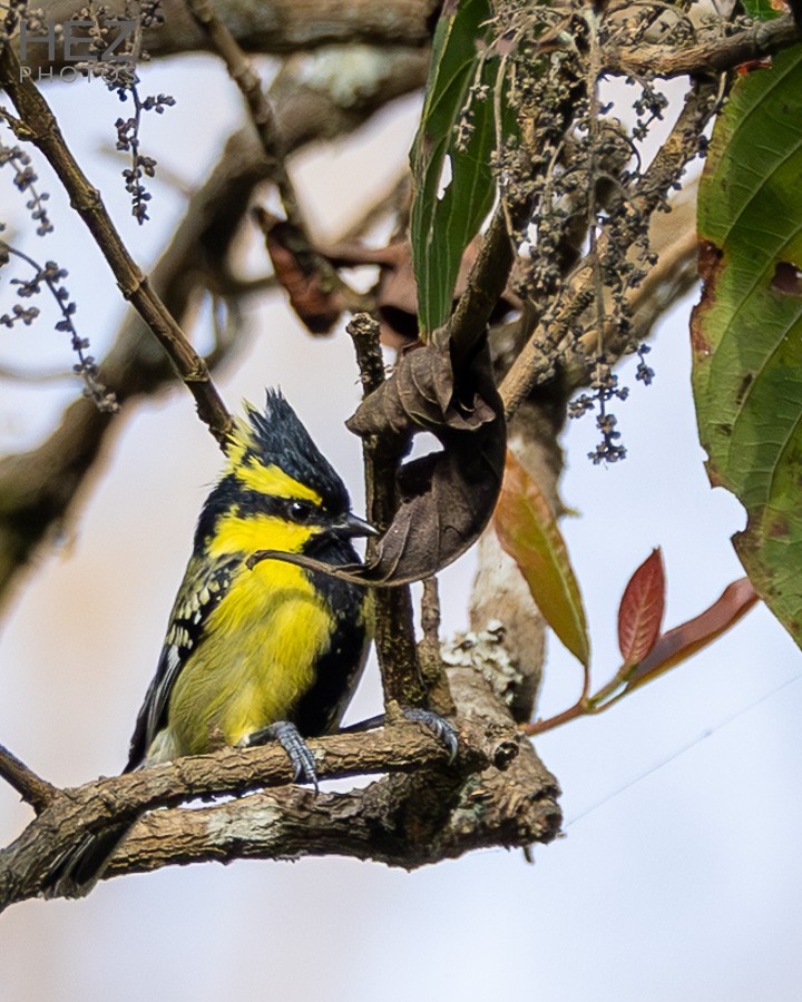 Himalayan Black-lored Tit - ML640219349