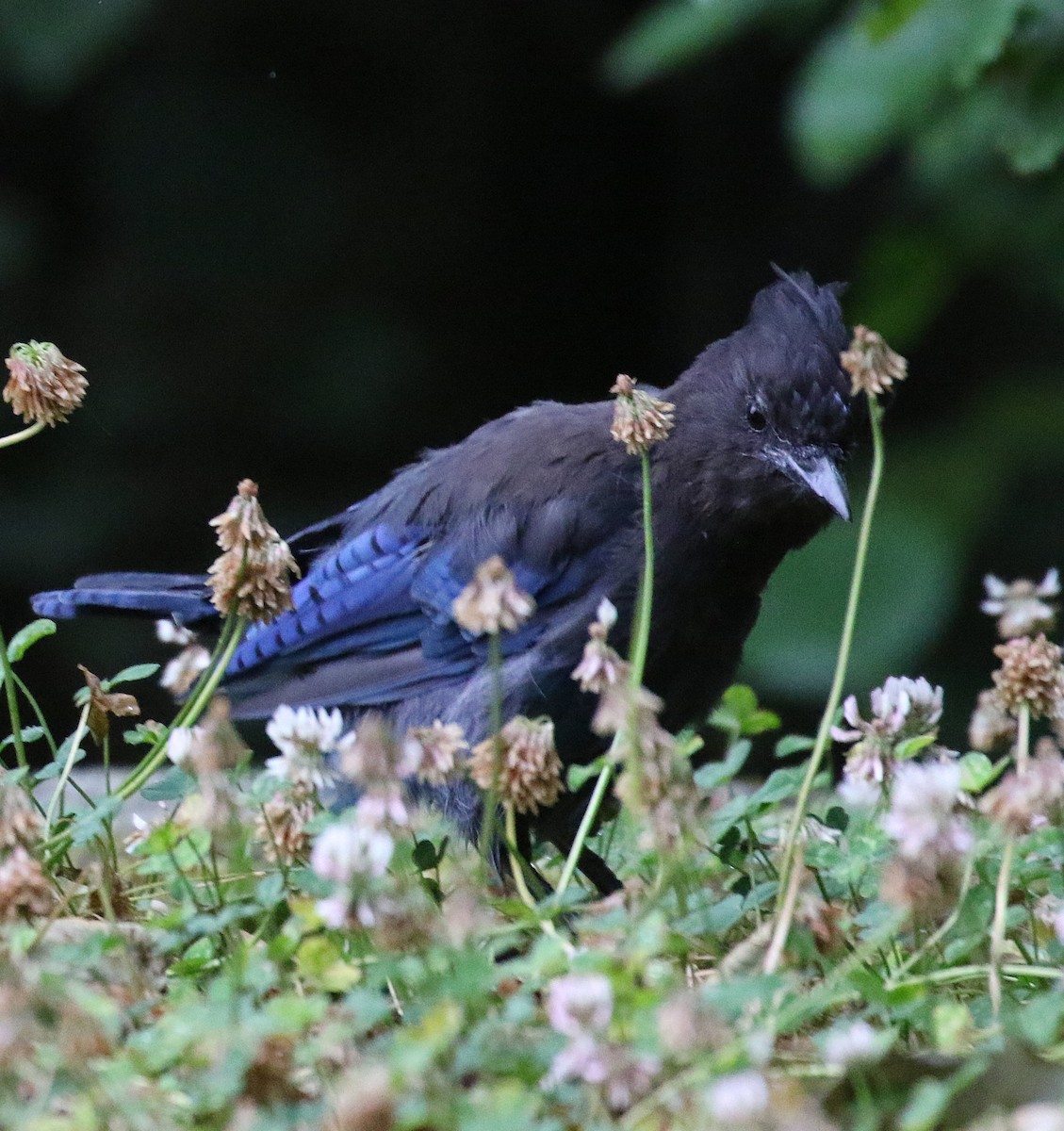 Steller's Jay - ML640219363