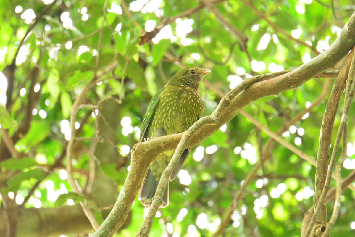 Green Catbird - ML640219397