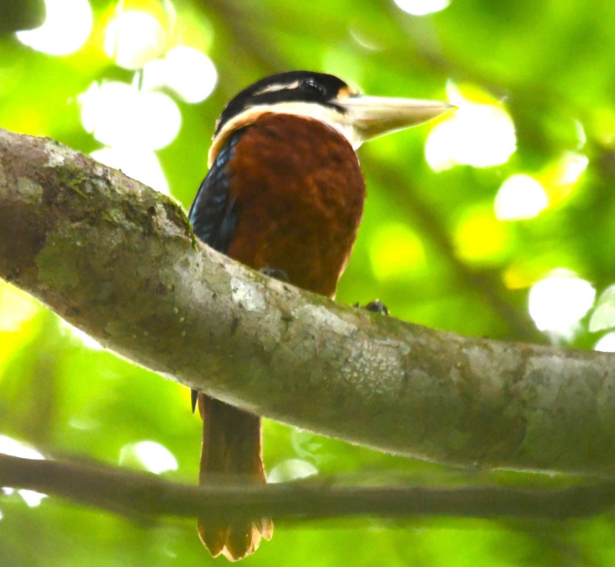 Rufous-bellied Kookaburra - ML640219398