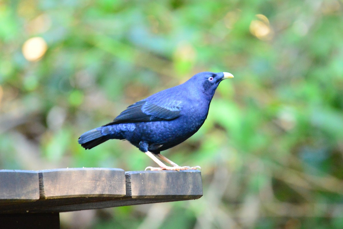 Satin Bowerbird - ML640219401