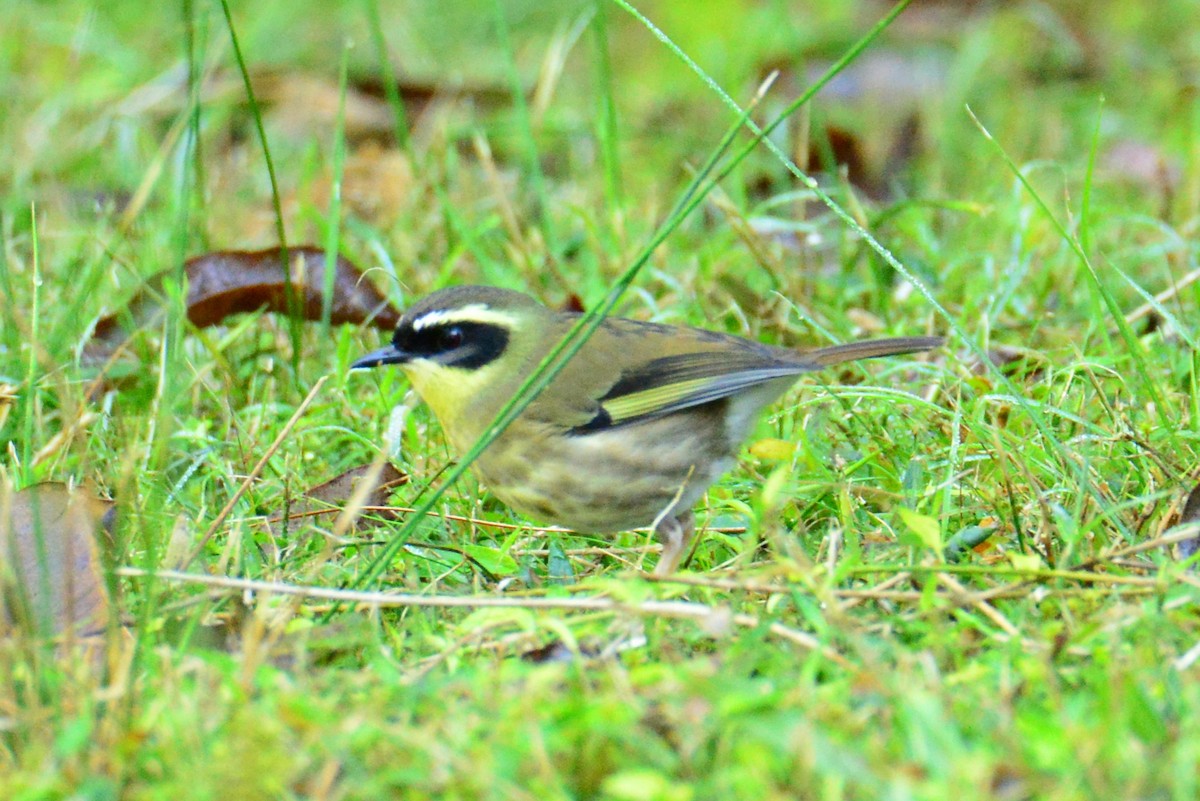 Yellow-throated Scrubwren - ML640219413