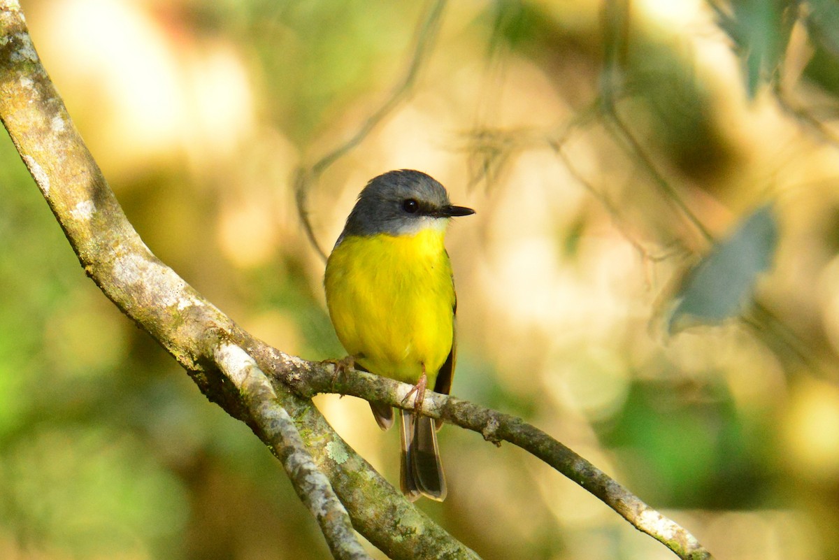 Eastern Yellow Robin - ML640219418