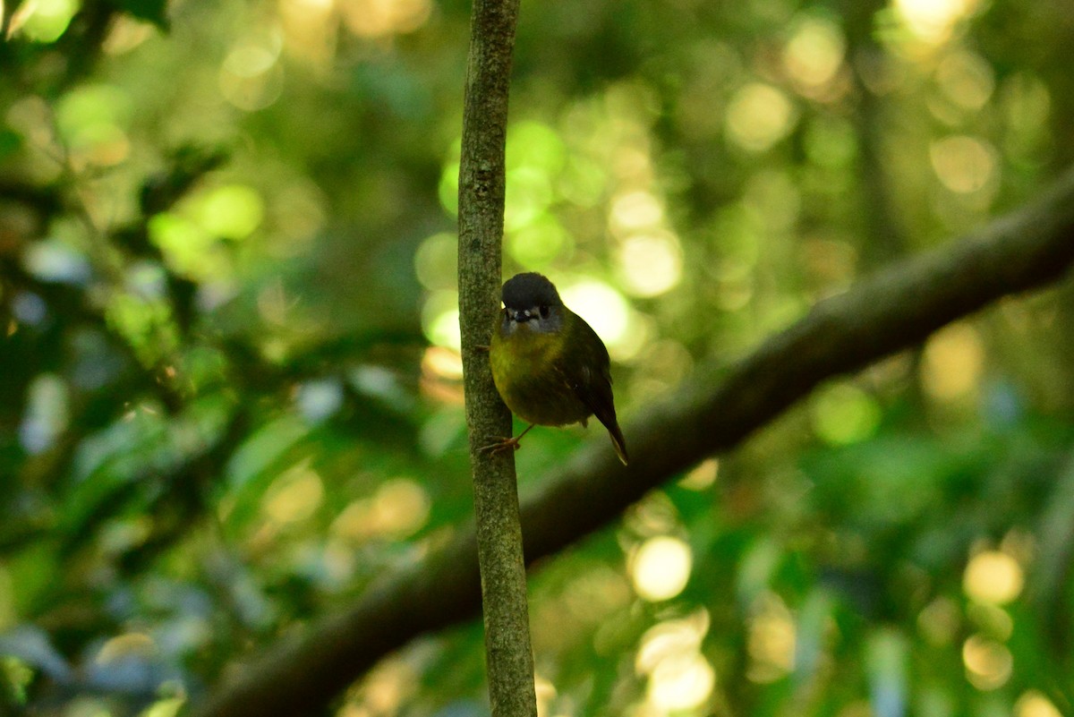 Pale-yellow Robin - ML640219422