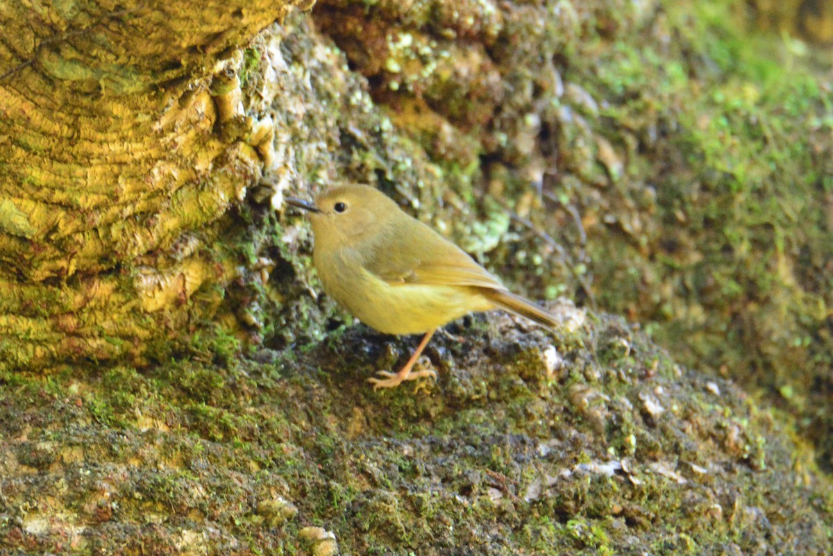 Large-billed Scrubwren - ML640219425