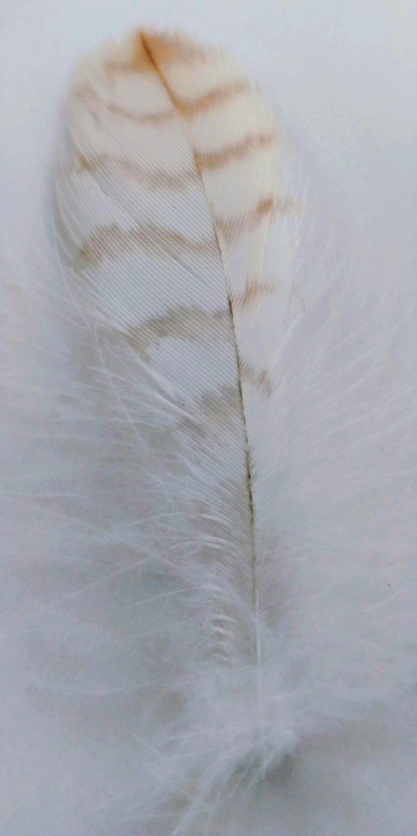 Barred Owl - ML640219449